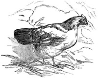 The Fox and the Geese; and The Wonderful History of Henny-Penny by Anonymous